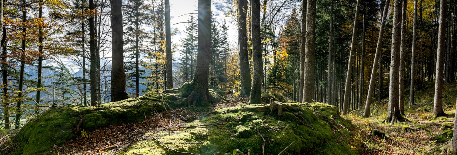 GB2023_03_Wald