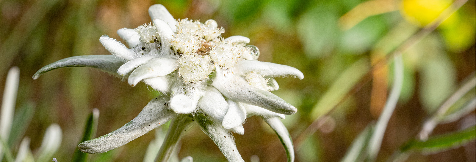 GB2023_05_Edelweiss