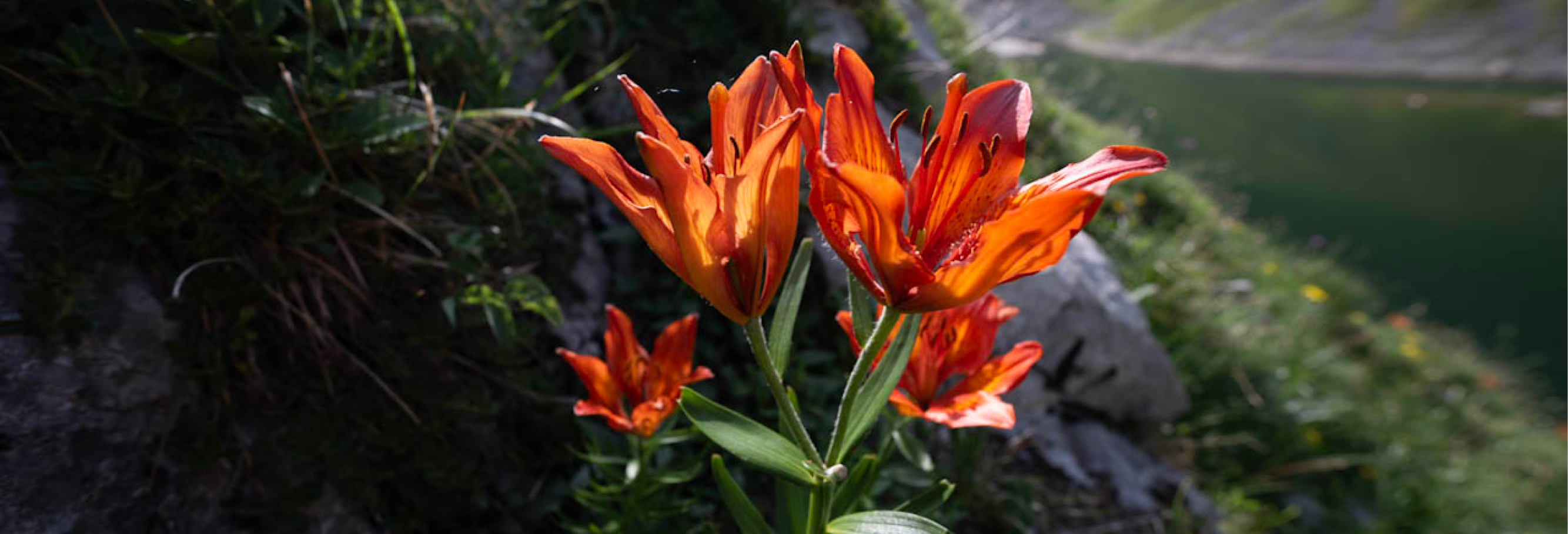 GB2023_06_Alpenblume
